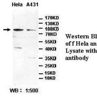 BBS10 Antibody