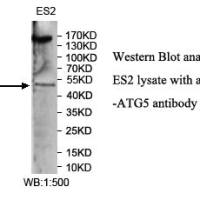 ATG5 Antibody