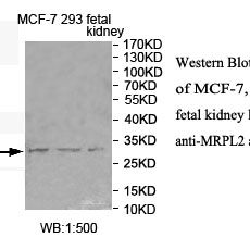 MRPL2 Antibody