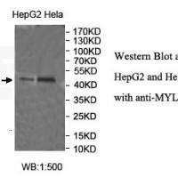MYLK4 Antibody