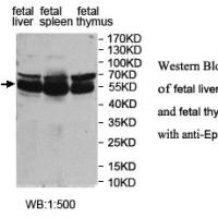 PUF60 Antibody