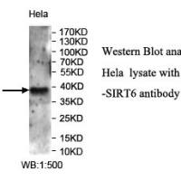 SIRT6 Antibody