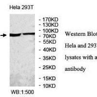 AGO2 Antibody