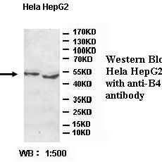 B4GALT4 Antibody