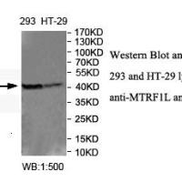 MTRF1L Antibody