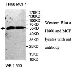 CCNL2 Antibody