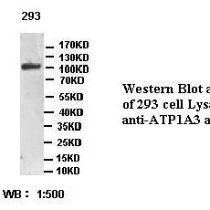 ATP1A3 Antibody