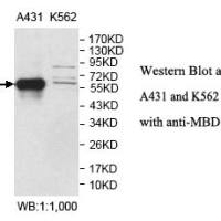 MBD1 Antibody