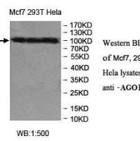 AGO1 Antibody