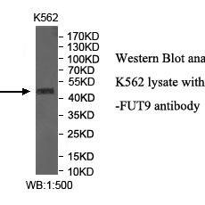 FUT9 Antibody