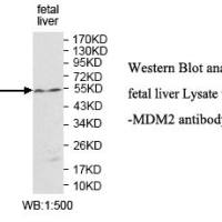MDM2 Antibody