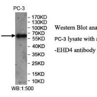 EHD4 Antibody