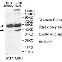 NFKBID Antibody