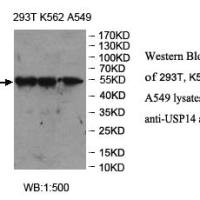 USP14 Antibody