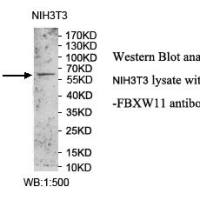 FBXW11 Antibody