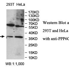 PPP6C Antibody