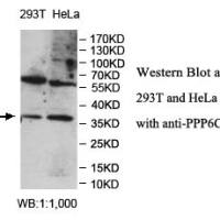 PPP6C Antibody