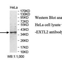 EXTL2 Antibody