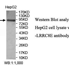 LRRC8E Antibody