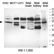 EFHA1 Antibody