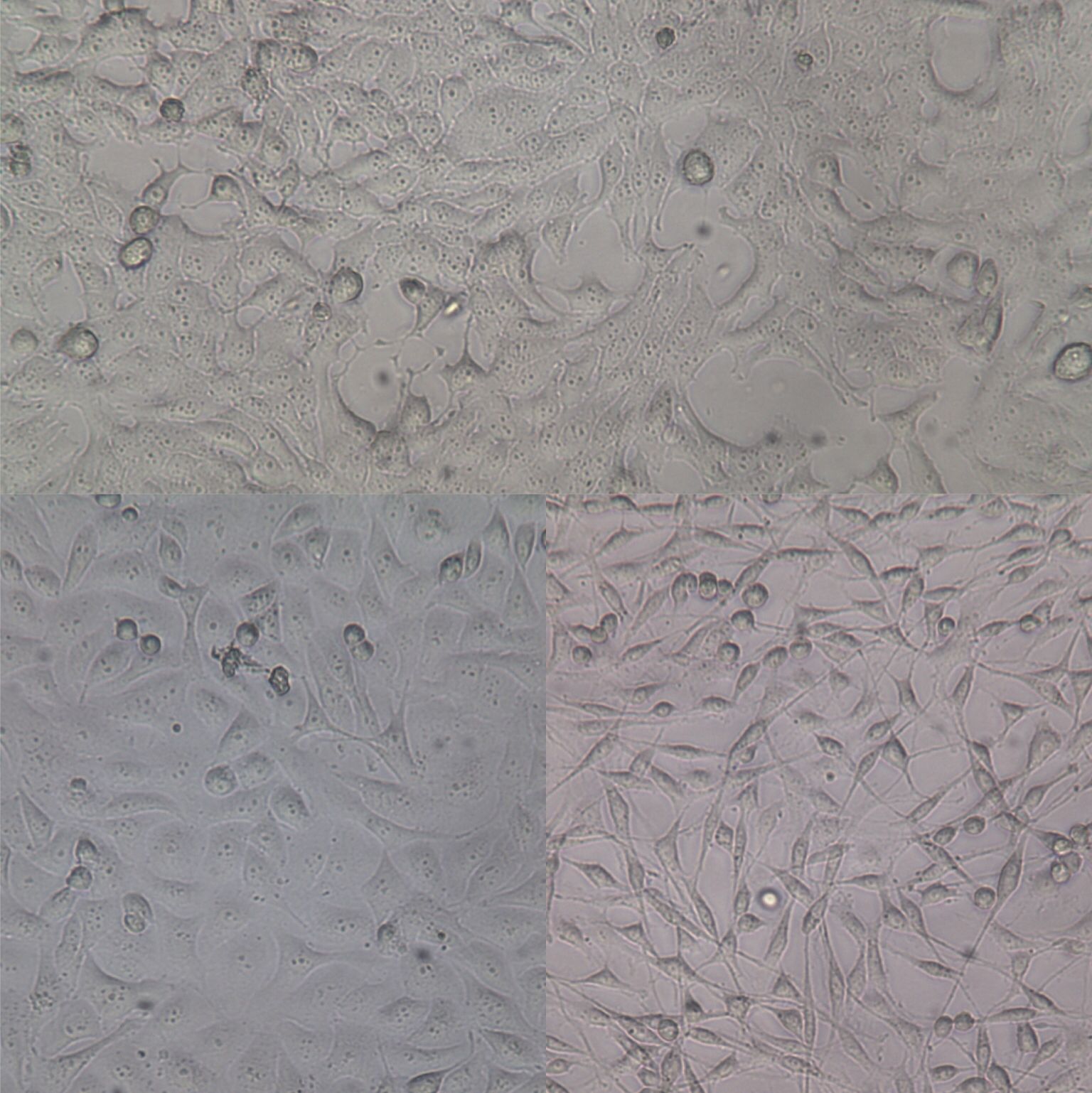 羊骨髓间充质干细胞MSC(羊)