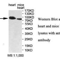 GFM1 Antibody