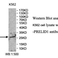 PRELID1 Antibody