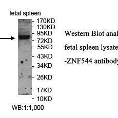 ZNF544 Antibody