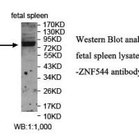 ZNF544 Antibody