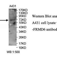 FRMD6 Antibody