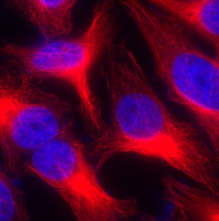 FRET新助力，肽和寡核苷酸荧光标记工具