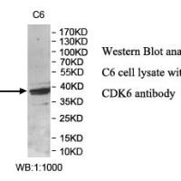 CDK6 Antibody