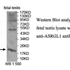 ASRGL1 Antibody