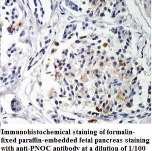 PNOC Antibody