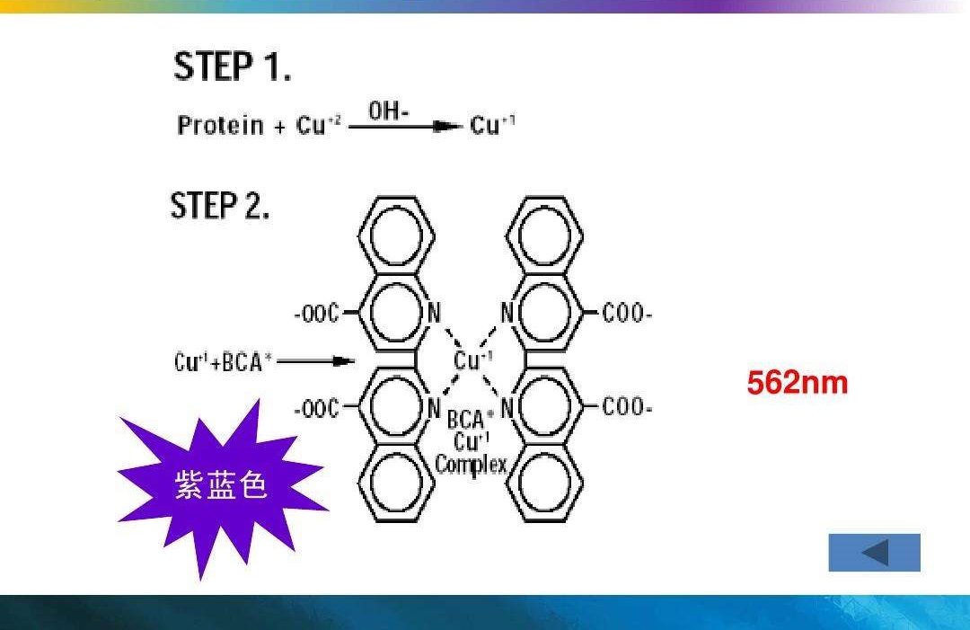 BCA蛋白定量试剂盒