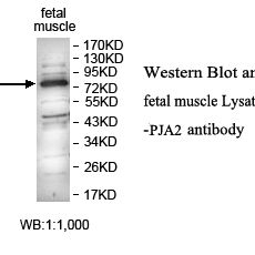 PJA2 Antibody