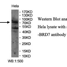 BRD7 Antibody