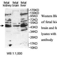 ARID3A Antibody