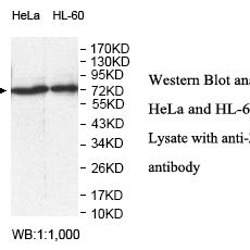 ZNF816A Antibody