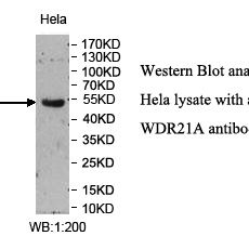 WDR21A Antibody