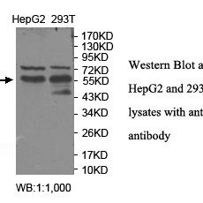 ZNF768 Antibody