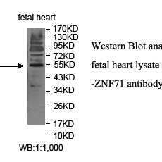 ZNF71 Antibody