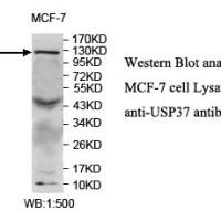 USP37 Antibody