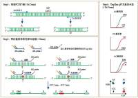 副流感病毒4型RT-LAMP试剂盒50次