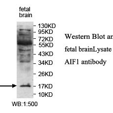 AIF1 Antibody