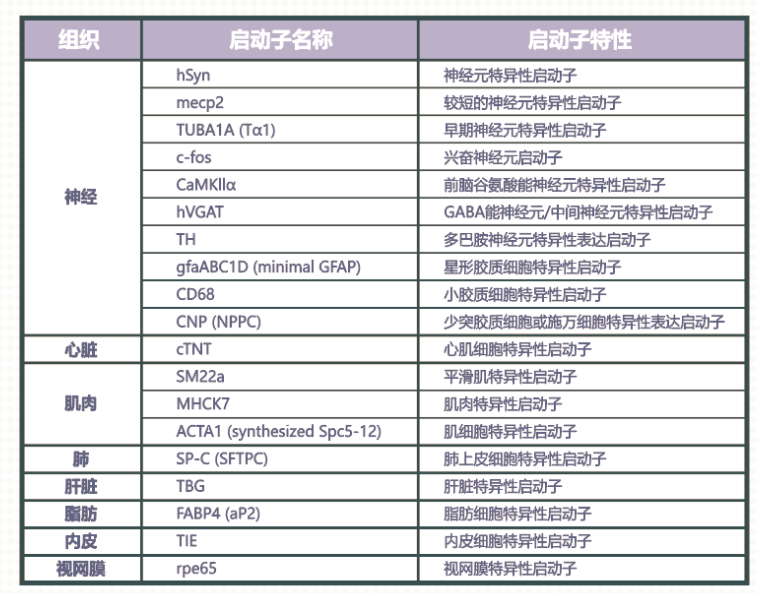 动物活体基因调控全攻略（组织特异性AAV及血清型推荐）