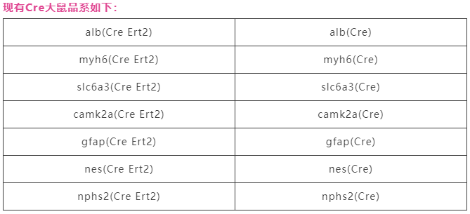 转基因大鼠—如何突破技术限制再次发挥在特定领域的研究优势