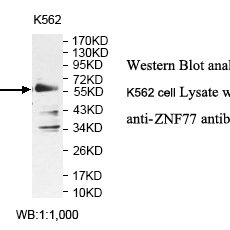 ZNF77 Antibody