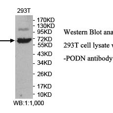 PODN Antibody