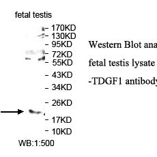 TDGF1 Antibody